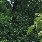 23_Swiatowy Dzien Smerfa 2023.jpg